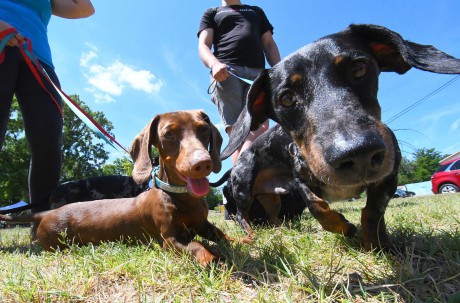 Ezek a kutyatartás szabályai 2026-ban Magyarországon - szabályok, kötelezettségek és bírságok